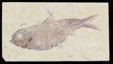 Knightia Alta Fossil Fish #32727-1